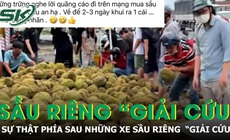 Sự thật đáng buồn phía sau những tấm bảng 'giải cứu' sầu riêng giá 25.000 đồng/kg