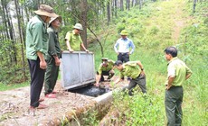 Nguy cơ cháy rừng gia tăng giữa cao điểm nắng nóng ở Huế