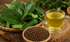 Mùa hè nên uống nước lá vối hay nụ vối tốt hơn?