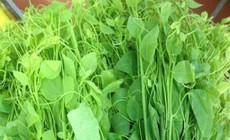 4 lợi ích khi ăn rau bò khai