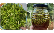 4 tác dụng của hoa đu đủ đực ngâm mật ong