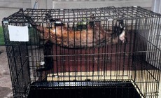 6 cá thể động vật hoang dã mất chân, mù mắt... được giải cứu