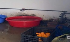 Phát hiện vi phạm trong tổ chức bữa ăn bán trú trường học ở nhiều phường, xã Hà Nội