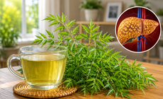 Người bị gan nhiễm mỡ uống nước lá đinh lăng có tốt không?