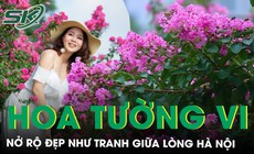 Con đường hoa tường vi đẹp như tranh giữa Hà Nội vào mùa nở rộ, ai đi qua cũng phải ngoái nhìn
