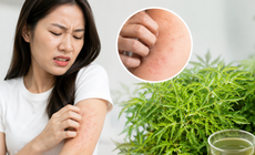 4 sai lầm khi dùng lá đinh lăng có thể gây hại cho sức khỏe