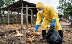 Mắt đỏ có thể là dấu hiệu đầu tiên mắc H5N1 sau khi tiếp xúc gia cầm nhiễm bệnh