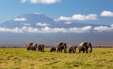 Kenya mở điều tra khẩn việc 15 con voi rừng chết 'bất đắc kỳ tử'