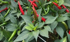Lá ớt có tác dụng chữa bệnh gì?