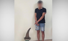 Vận chuyển 3,64 kg sừng tê giác, người đàn ông ở Cao Bằng bị bắt tạm giam