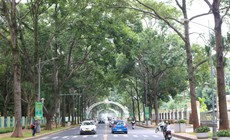 Ở nơi 'rừng trong phố', ra khỏi nhà gặp cây xanh