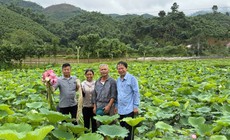 Sắp có hội thảo quốc gia về hoa sen gắn với phát triển làng nghề
