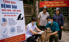 Bệnh dại ở Lâm Đồng diễn biến phức tạp, một con chó nghi dại cắn 5 người