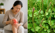 Cách dùng cỏ xước chữa đau nhức xương khớp