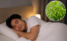 5 cách dùng lá đinh lăng cho người mất ngủ