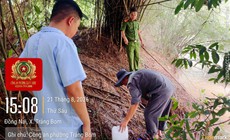 Phát hiện trang trại nuôi lợn xả nước thải ra suối