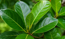 Lá mít có tác dụng gì?