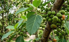 Lá sung nấu nước uống có tác dụng gì?