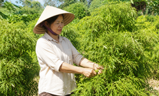 Khi nào nên thu hái lá đinh lăng để giữ được nhiều dược chất nhất?