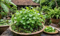 Bị gout ăn rau càng cua có tốt không?