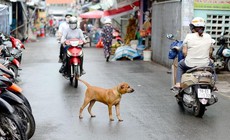 Dắt chó ra đường không rọ mõm bị phạt bao nhiêu tiền?