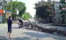 Cưa cây gây hậu quả chết người: Ai phải chịu trách nhiệm? 