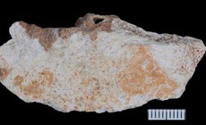 Hóa thạch Denisovan hé lộ cuộc sống bí ẩn của họ hàng loài người