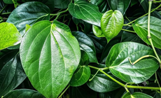 Lá trầu không có tác dụng gì?
