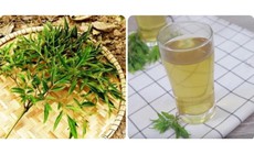 Ai không nên uống nước lá đinh lăng?