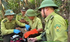 Động vật hoang dã được cứu hộ thế nào trước khi thả về rừng Bạch Mã?