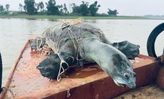 Rùa Hoàn Kiếm đã biến mất ở Việt Nam?