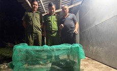 Trăn đất dài 4,5m bò vào nhà dân