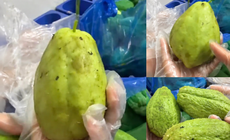 Quả su su trầy giập trong thực phẩm bán trú tại Trường Tiểu học Quảng Bị 2
