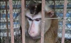 Tìm chủ sở hữu cá thể khỉ quý hiếm đi lạc vào nhà dân