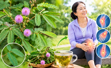 3 cây thuốc nam dùng hỗ trợ giảm đau nhức xương khớp