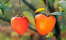 Vì sao ăn hồng giòn có thể gây tắc ruột?