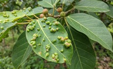 5 bài thuốc dân gian dùng lá sung tật hỗ trợ trị bệnh