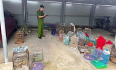 Phát hiện nam thanh niên đi ô tô bán nhiều chim hoang dã ở chợ