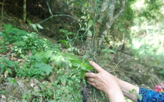 B&#237; quyết phục hồi sức khoẻ sau sinh của phụ nữ Th&#225;i từ nồi l&#225; thơm x&#244;ng hơ