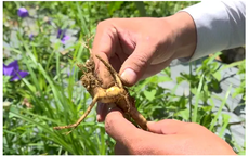 Đời sống b&#224; con v&#249;ng cao được cải thiện nhờ dược liệu