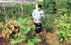 Giải ph&#225;p n&#224;o cho ph&#225;t triển dược liệu ở Ph&#250; Thọ?