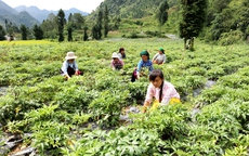 Sơn La th&#250;c đẩy ng&#224;nh dược liệu, n&#226;ng cao thu nhập cho đồng b&#224;o d&#226;n tộc