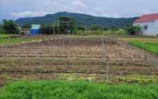 Mưa b&#227;o g&#226;y thiếu hụt rau củ, TP Hồ Ch&#237; Minh tăng dự trữ, mở rộng nguồn cung