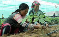 Bản địa h&#243;a dược liệu: Giải ph&#225;p kết hợp Y học cổ truyền v&#224; hiện đại từ nguồn t&#224;i nguy&#234;n bản địa