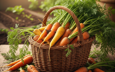 9 l&#253; do ăn c&#224; rốt c&#243; lợi cho sức khỏe trong m&#249;a đ&#244;ng