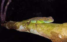 Ph&#225;t hiện nhiều lo&#224;i động vật qu&#253; hiếm tại Thanh H&#243;a