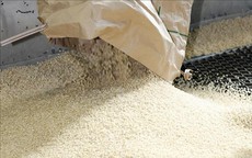 Nhu cầu gạo từ thị trường ch&#226;u &#193; giảm, doanh nghiệp t&#237;ch cực chuyển hướng thị trường