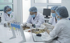 Y dược cổ truyền Việt Nam vươn tầm Thế giới: Từ di sản văn h&#243;a đến gi&#225; trị khoa học to&#224;n cầu