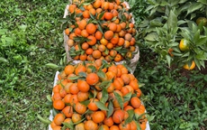 H&#224; Tĩnh nh&#226;n rộng m&#244; h&#236;nh sản xuất, gi&#250;p h&#224;ng ngh&#236;n hộ d&#226;n tho&#225;t ngh&#232;o bền vững