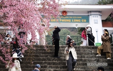 Mai anh đào nở rộ trước Đồn Biên phòng Lũng Cú, khách tấp nập chụp ảnh